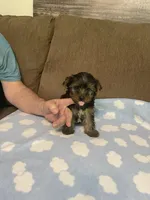 Luca, a male Yorkshire Terrier for sale in Ball Ground, GA – Photo 2 of 4