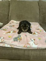 Lily, a female Yorkshire Terrier for sale in Ball Ground, GA – 5 of 5