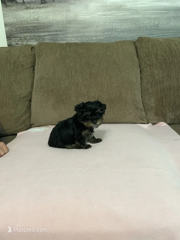 Luna – Yorkshire Terrier puppy for sale in Ball Ground, GA
