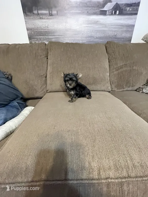 Luca – Yorkshire Terrier puppy for sale in Ball Ground, GA