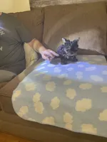 Lil Rascal, a male Yorkshire Terrier for sale in Ball Ground, GA – 2 of 6