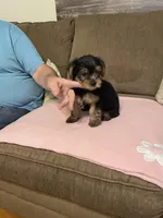 willow, a female Yorkshire Terrier for sale in Ball Ground, GA – 3 of 6