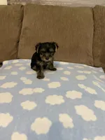Luca, a male Yorkshire Terrier for sale in Ball Ground, GA – 3 of 5