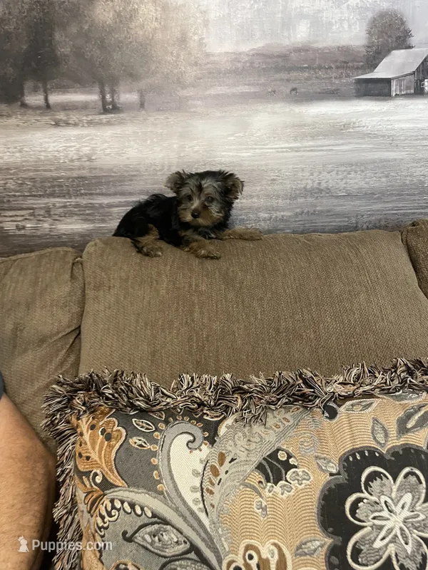 Lilly – Yorkshire Terrier puppy for sale in Ball Ground, GA