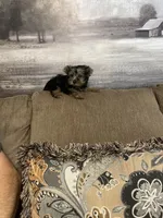 Lilly, a female Yorkshire Terrier for sale in Ball Ground, GA – 1 of 6