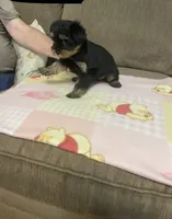 Luna, a female Yorkshire Terrier for sale in Ball Ground, GA – 3 of 5
