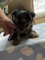 Luca , a male Yorkshire Terrier for sale in Ball Ground, GA – Photo 2 of 4