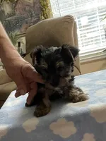 Luca , a male Yorkshire Terrier for sale in Ball Ground, GA – Photo 1 of 4