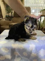 Luca , a male Yorkshire Terrier for sale in Ball Ground, GA – Photo 4 of 4