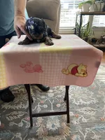 Lola, a female Yorkshire Terrier for sale in Ball Ground, GA – Photo 2 of 6