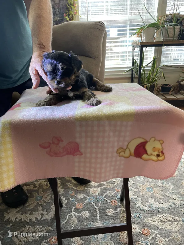 Lola, a female Yorkshire Terrier for sale in Ball Ground, GA – Photo 1 of 6