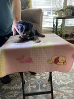 Lola, a female Yorkshire Terrier for sale in Ball Ground, GA – Photo 1 of 6