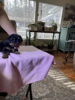 Luna, a female Yorkshire Terrier for sale in Ball Ground, GA – Photo 2 of 3