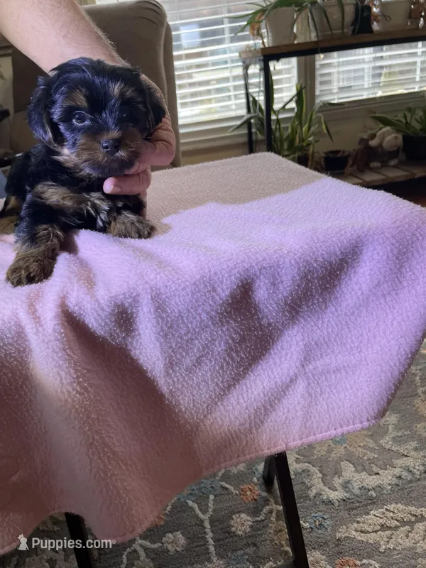 Luna, a female Yorkshire Terrier for sale in Ball Ground, GA – Photo 1 of 3