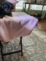 Luna, a female Yorkshire Terrier for sale in Ball Ground, GA – Photo 3 of 3