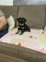 Luna, a female Yorkshire Terrier for sale in Ball Ground, GA – 4 of 5