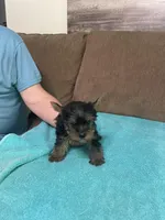 BJ, a male Yorkshire Terrier for sale in Ball Ground, GA – Photo 3 of 5