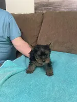 BJ, a male Yorkshire Terrier for sale in Ball Ground, GA – Photo 5 of 5