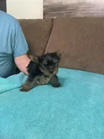 BJ, a male Yorkshire Terrier for sale in Ball Ground, GA – Photo 1 of 5