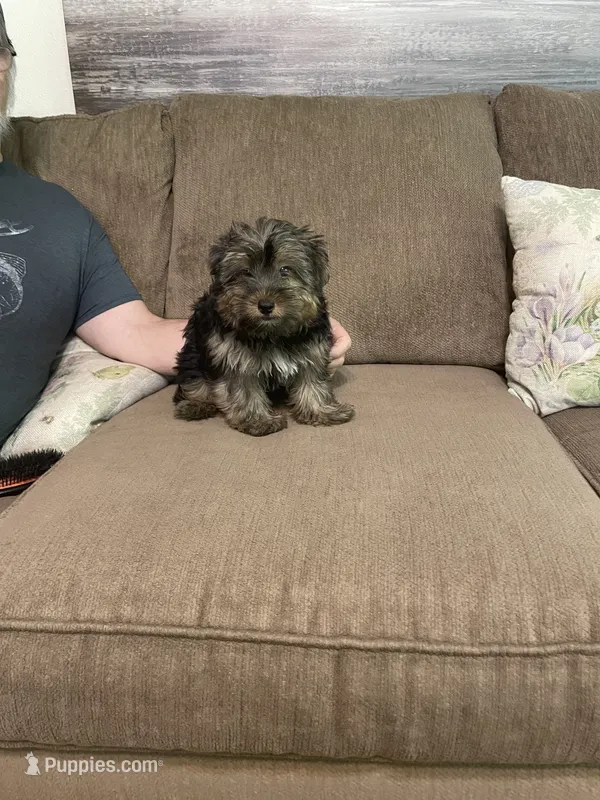 Lil Bear – Yorkshire Terrier puppy for sale in Ball Ground, GA