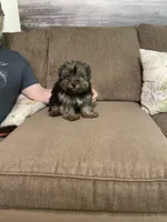 Lil Bear, a male Yorkshire Terrier for sale in Ball Ground, GA – 1 of 5
