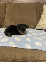 Luca, a male Yorkshire Terrier for sale in Ball Ground, GA – 5 of 5