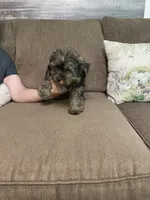 Lil Bear, a male Yorkshire Terrier for sale in Ball Ground, GA – 2 of 5