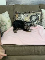 Lilly, a female Yorkshire Terrier for sale in Ball Ground, GA – 2 of 6