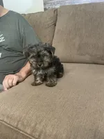 Lil Bear, a male Yorkshire Terrier for sale in Ball Ground, GA – 5 of 5