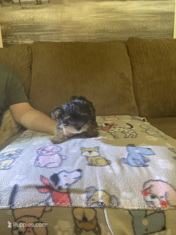 Shadow – Yorkshire Terrier puppy for sale in Ball Ground, GA