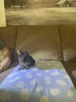 Lil Rascal, a male Yorkshire Terrier for sale in Ball Ground, GA – 3 of 6