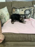 Lilly, a female Yorkshire Terrier for sale in Ball Ground, GA – 5 of 6