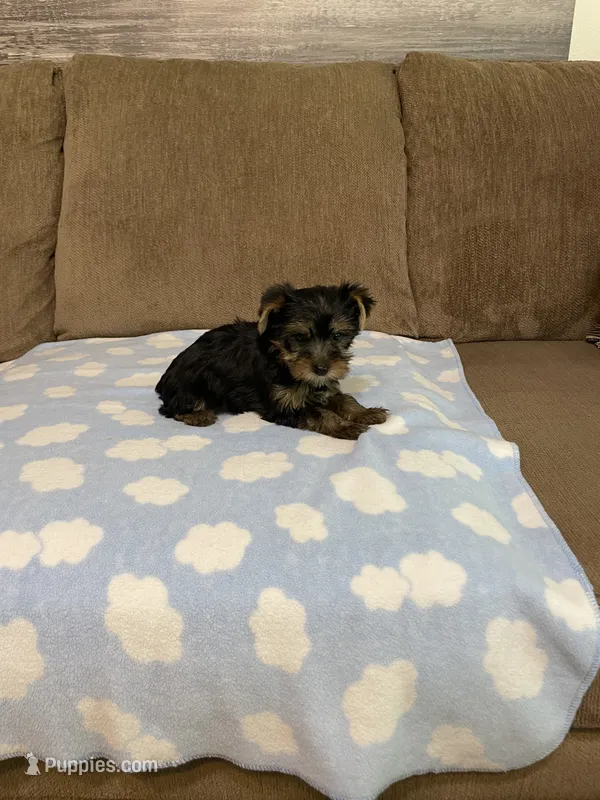 Luca – Yorkshire Terrier puppy for sale in Ball Ground, GA