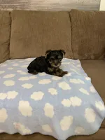 Luca, a male Yorkshire Terrier for sale in Ball Ground, GA – 1 of 5