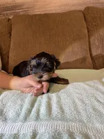 Baby Bear, a male Yorkshire Terrier for sale in Ball Ground, GA – Photo 4 of 5