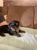Baby Bear, a male Yorkshire Terrier for sale in Ball Ground, GA – Photo 5 of 5