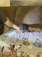 Shadow, a male Yorkshire Terrier for sale in Ball Ground, GA – 3 of 5