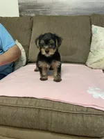willow, a female Yorkshire Terrier for sale in Ball Ground, GA – 6 of 6