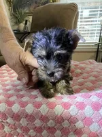 Lily, a female Yorkshire Terrier for sale in Ball Ground, GA – Photo 2 of 3