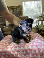 Lily, a female Yorkshire Terrier for sale in Ball Ground, GA – Photo 1 of 3