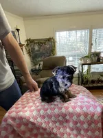 Lily, a female Yorkshire Terrier for sale in Ball Ground, GA – Photo 3 of 3