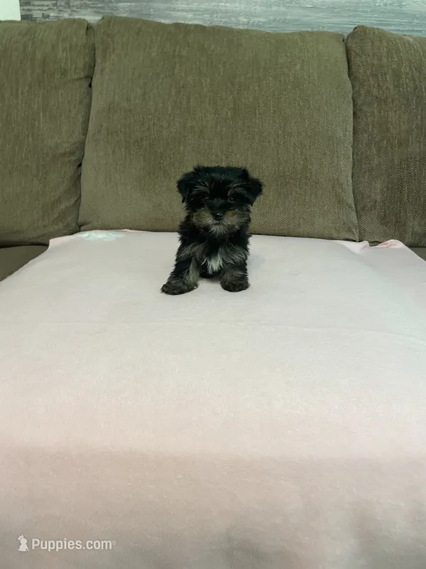 Luna – Yorkshire Terrier puppy for sale in Ball Ground, GA