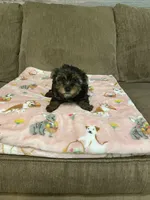 Lily, a female Yorkshire Terrier for sale in Ball Ground, GA – 3 of 5