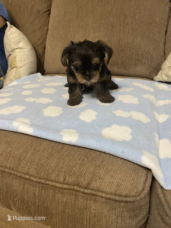 Luca – Yorkshire Terrier puppy for sale in Ball Ground, GA