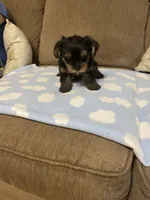 Luca, a male Yorkshire Terrier for sale in Ball Ground, GA – 1 of 5