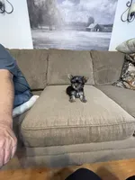Luca, a male Yorkshire Terrier for sale in Ball Ground, GA – 6 of 6