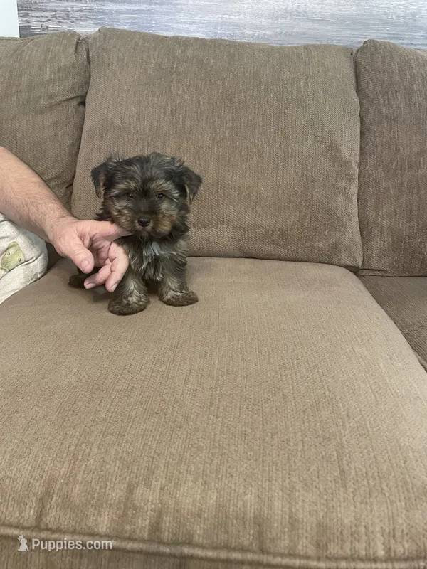 Lil Bear – Yorkshire Terrier puppy for sale in Ball Ground, GA