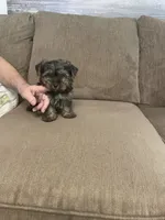 Lil Bear, a male Yorkshire Terrier for sale in Ball Ground, GA – 1 of 5