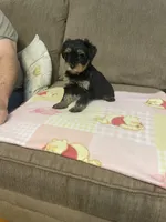 Luna, a female Yorkshire Terrier for sale in Ball Ground, GA – 5 of 5
