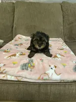 Lily, a female Yorkshire Terrier for sale in Ball Ground, GA – 2 of 5